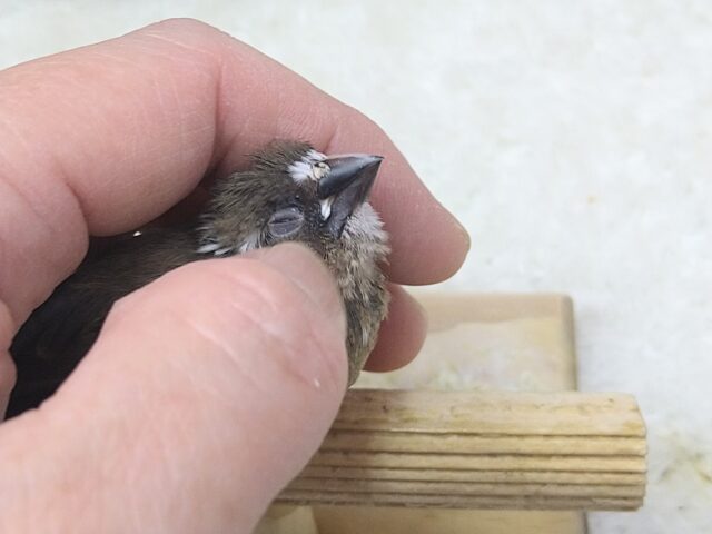 十姉妹（ジュウシマツ）