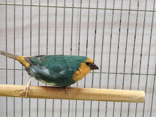ヒノマルチョウ（日の丸鳥）