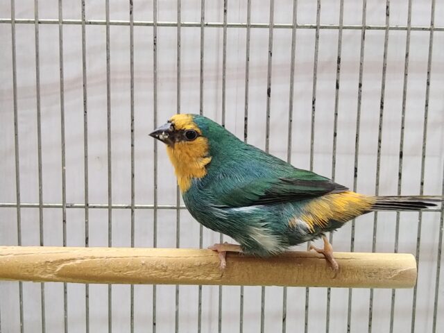 ヒノマルチョウ（日の丸鳥）