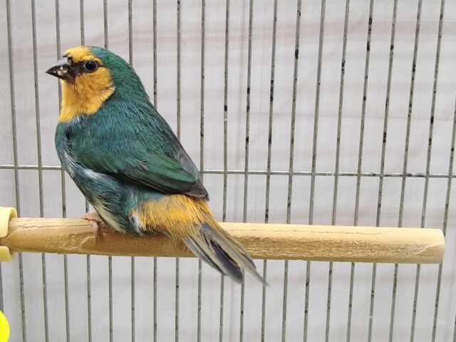 ヒノマルチョウ（日の丸鳥）