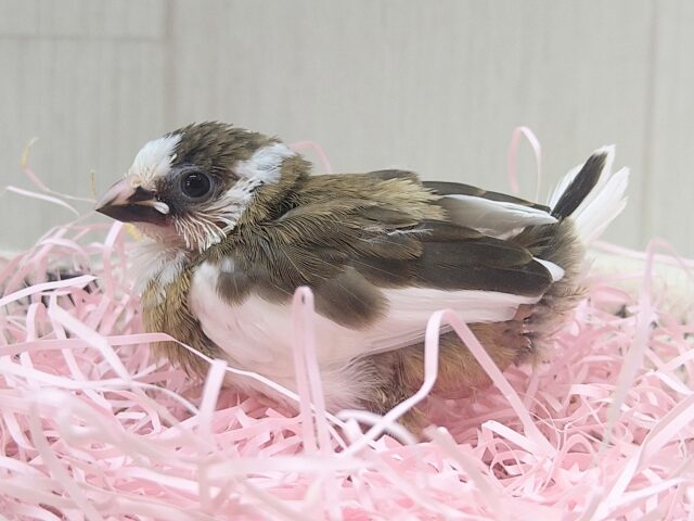 十姉妹（ジュウシマツ）