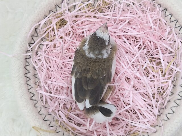 十姉妹（ジュウシマツ）