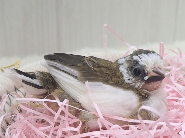 十姉妹（ジュウシマツ）