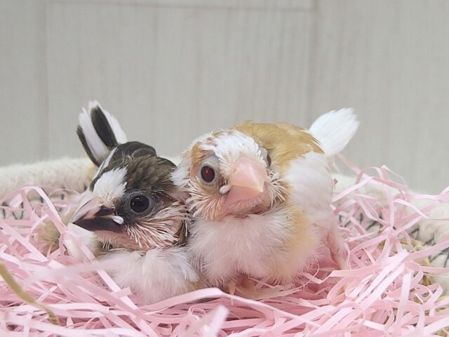 十姉妹（ジュウシマツ）