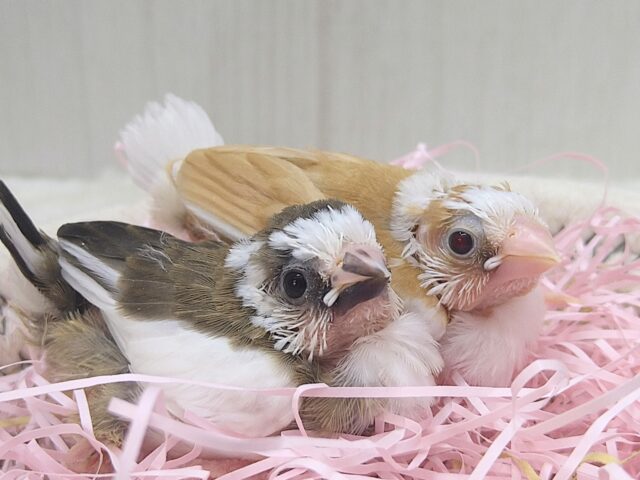 十姉妹（ジュウシマツ）