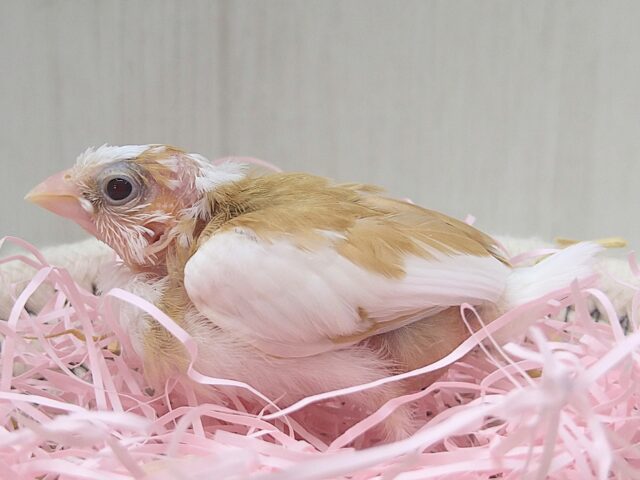 十姉妹（ジュウシマツ）