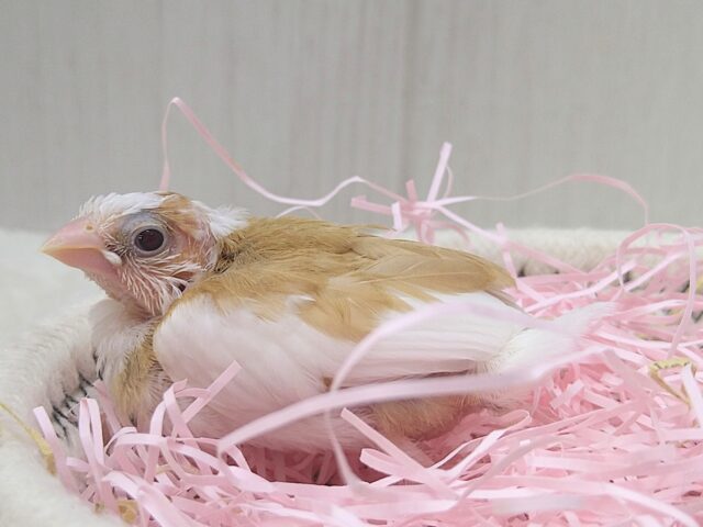 十姉妹（ジュウシマツ）