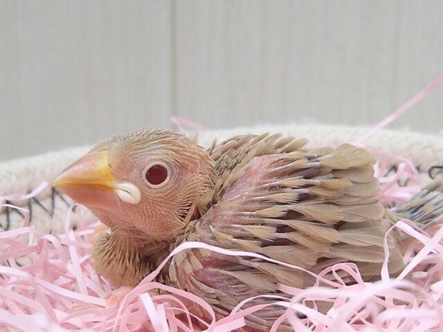 シナモン文鳥
