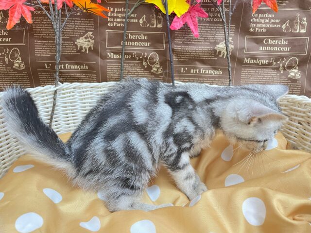 アメリカンショートヘア