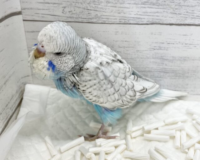 ジャンボセキセイインコ