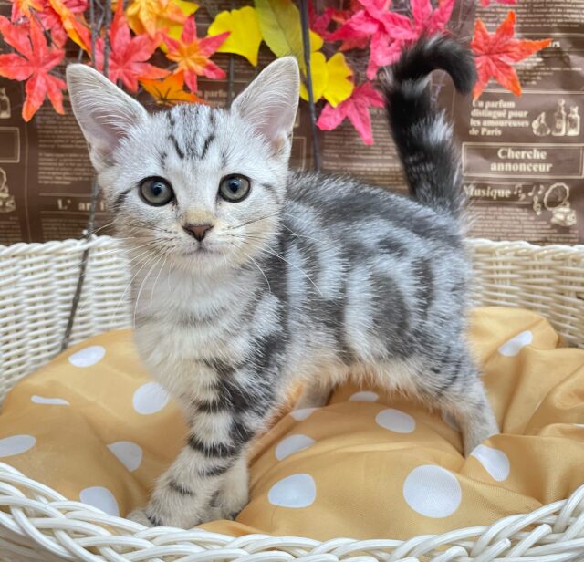 アメリカンショートヘア