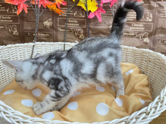 アメリカンショートヘア