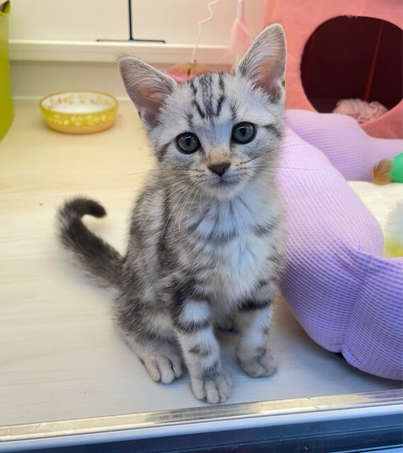 アメリカンショートヘア