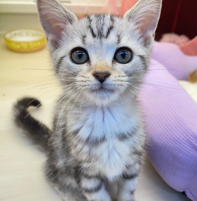 アメリカンショートヘア