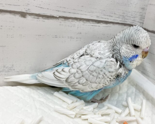 ジャンボセキセイインコ