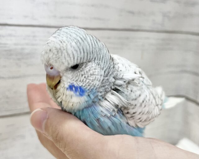 ジャンボセキセイインコ