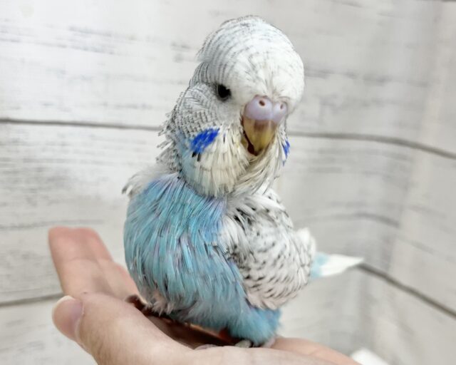 ジャンボセキセイインコ