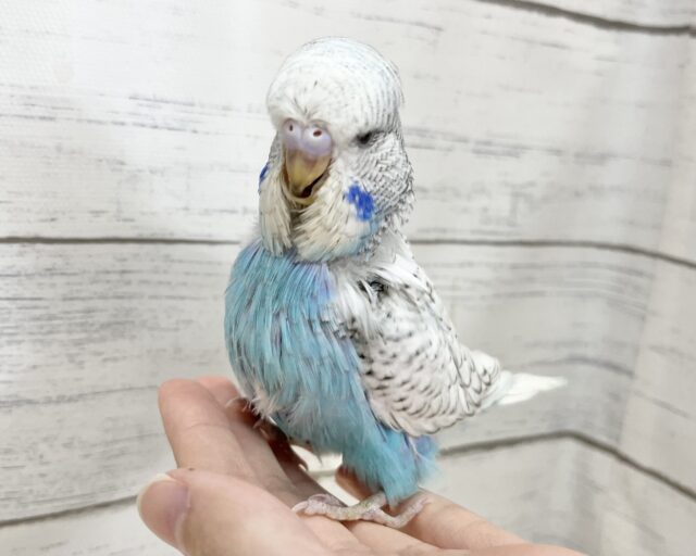 ジャンボセキセイインコ