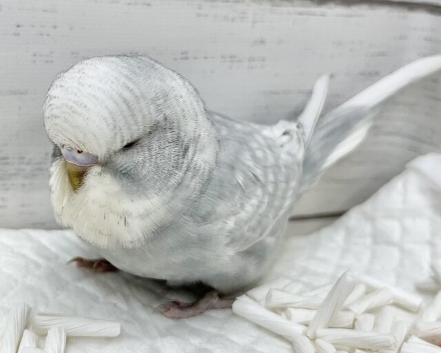 ジャンボセキセイインコ