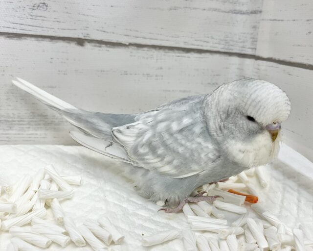 ジャンボセキセイインコ