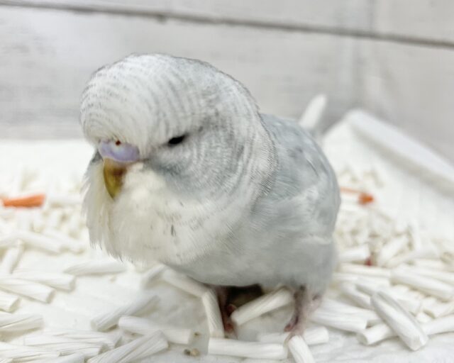 ジャンボセキセイインコ