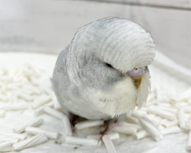 ジャンボセキセイインコ