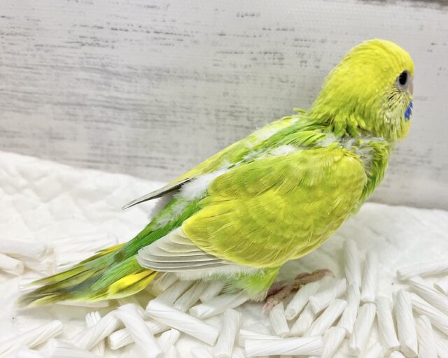 セキセイインコ