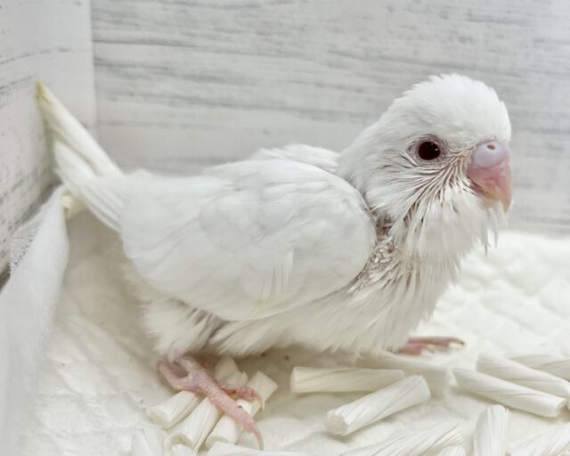 セキセイインコ