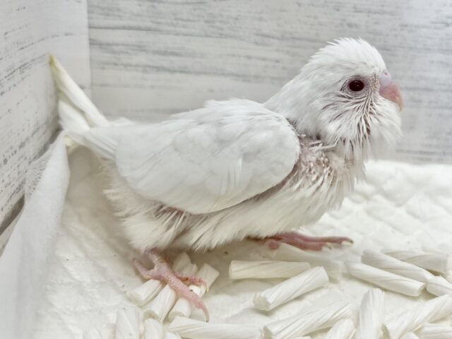 セキセイインコ