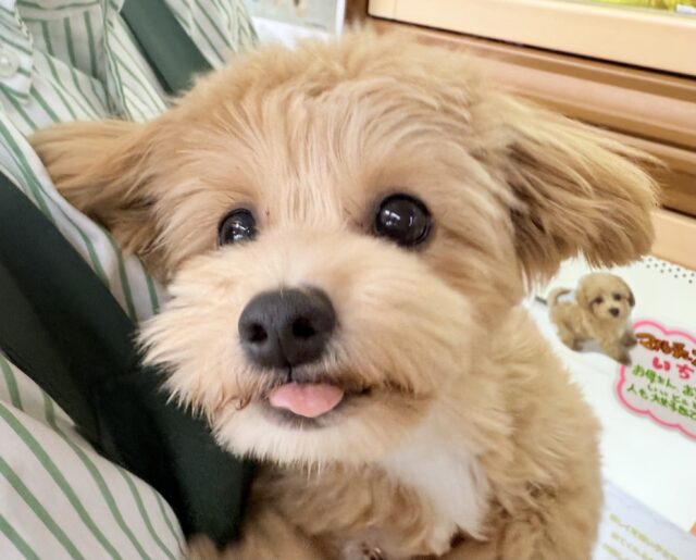 最新画像！きゅーん！ぎゅっと抱きしめるよ！チワプーちゃん