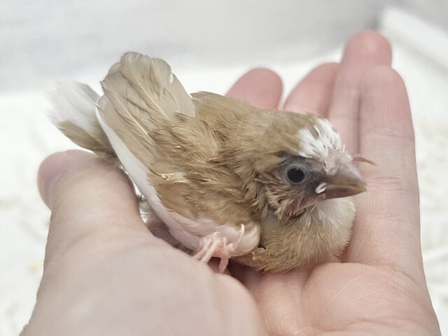 十姉妹（ジュウシマツ）