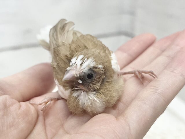 十姉妹（ジュウシマツ）