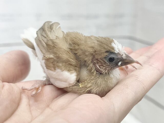 十姉妹（ジュウシマツ）