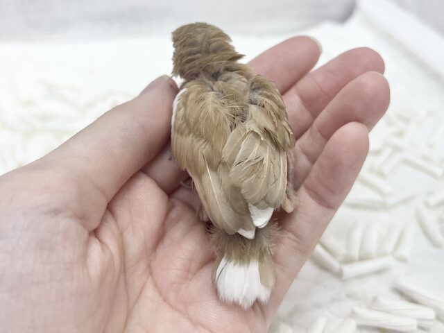 十姉妹（ジュウシマツ）