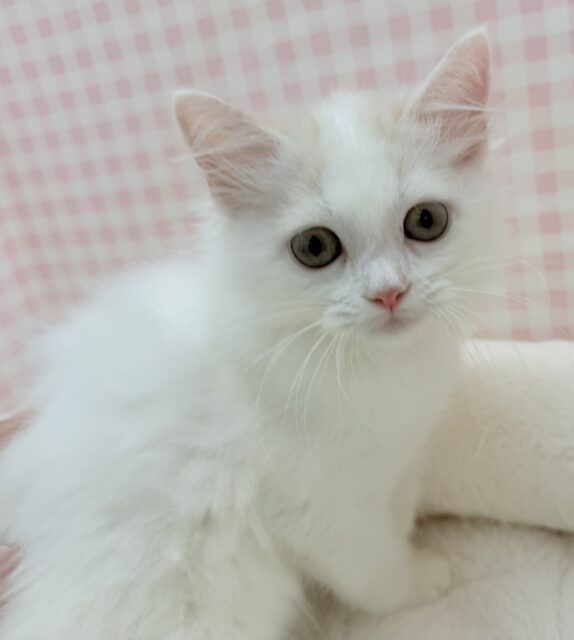 スコティッシュフォールド