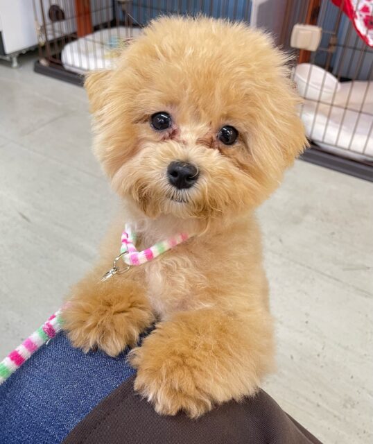 💖大人気ミックス犬💖マルチーズ✖️トイプードル(クリーム)🍨女の子💕‪2025年3月27日生まれ