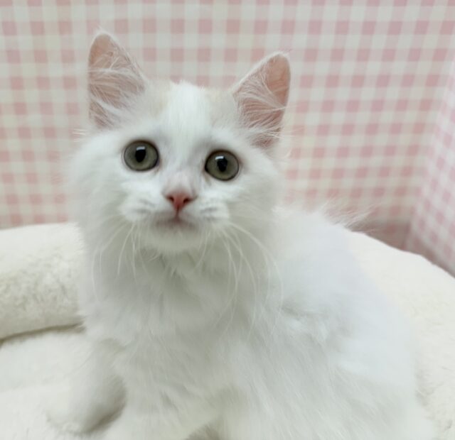 スコティッシュフォールド