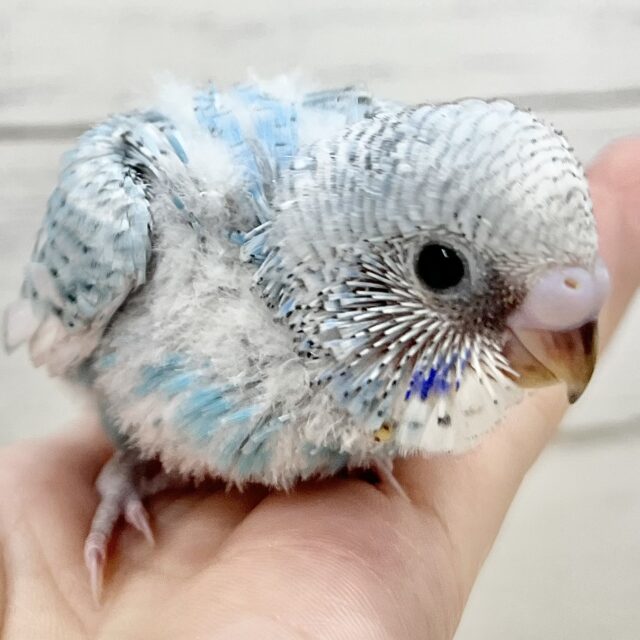 キレイなクルクルスパングル🩵✨セキセイインコ（ブルースパングル）