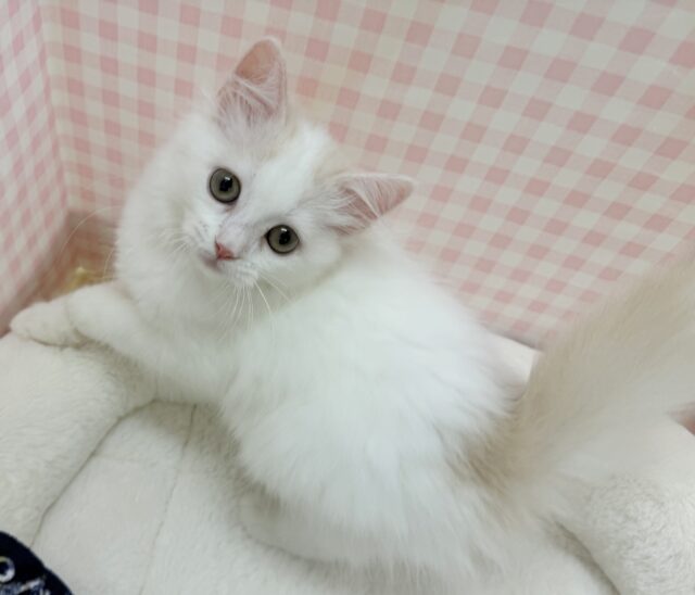 スコティッシュフォールド