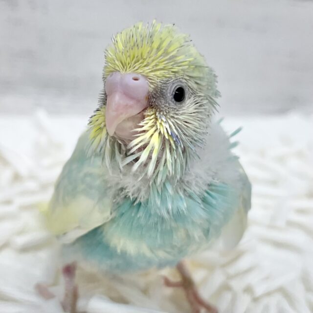 ミントとレモンのハーモニー🌱🍋セキセイインコ（パステルレインボーパイド）