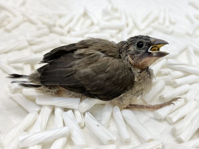 十姉妹（ジュウシマツ）