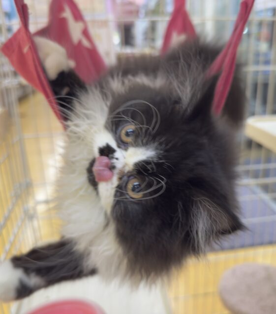 フォールデックス