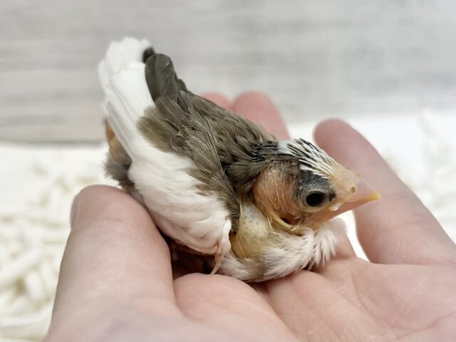 十姉妹（ジュウシマツ）