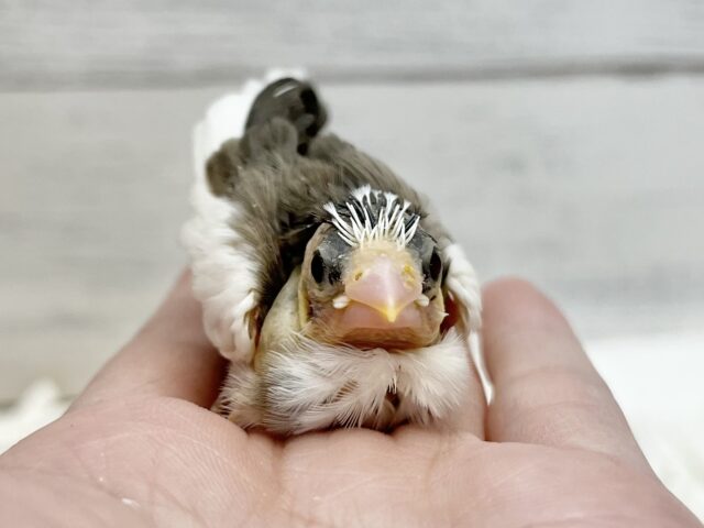 十姉妹（ジュウシマツ）