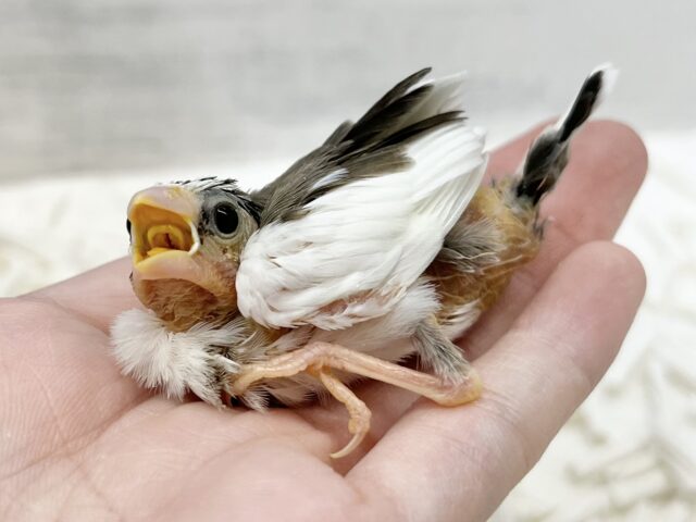 十姉妹（ジュウシマツ）