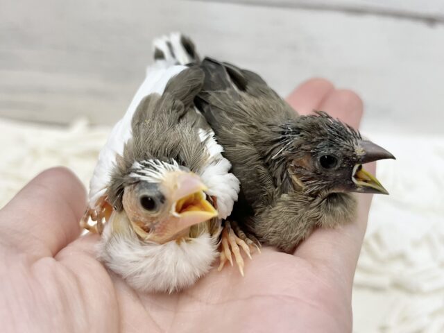 十姉妹（ジュウシマツ）