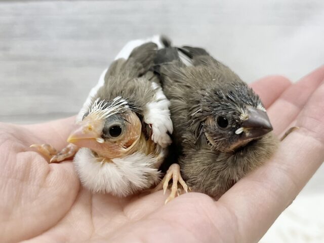 十姉妹（ジュウシマツ）