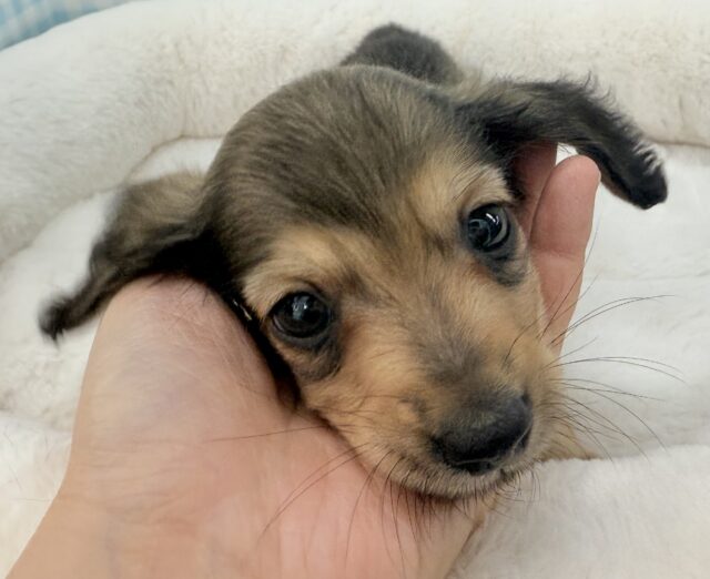 ミニチュアダックス