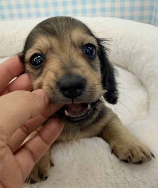 ミニチュアダックス