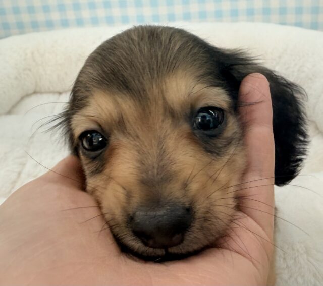 ミニチュアダックス